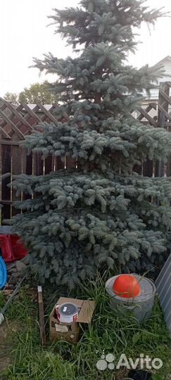 Ель голубая