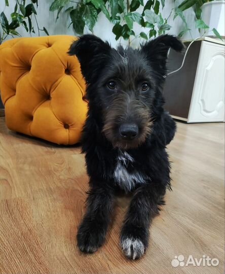 Дарю собаку