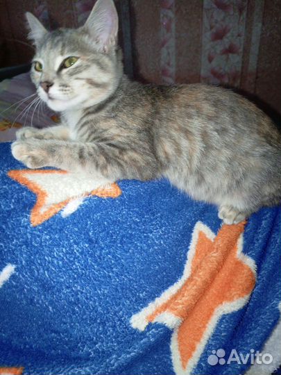 Кошка в дар бесплатно