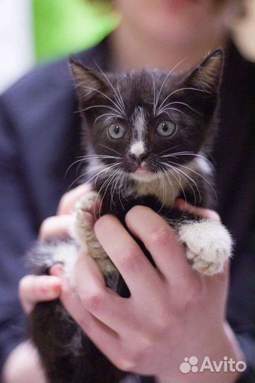 Котята 1,5 мес ищут дом