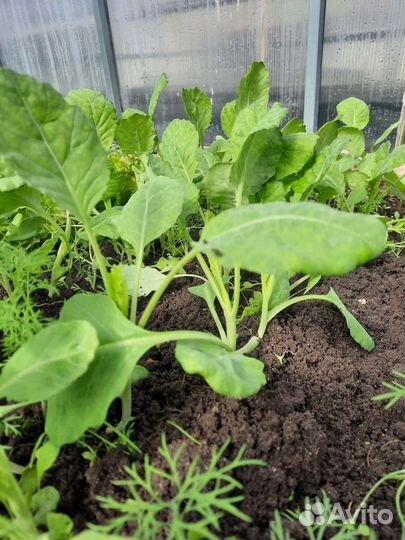 Рассада капусты