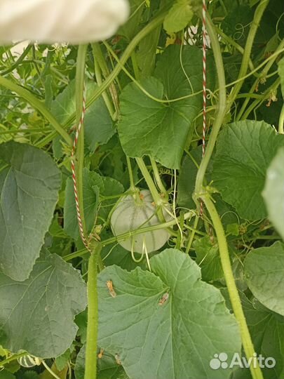 Дыня Шаранте