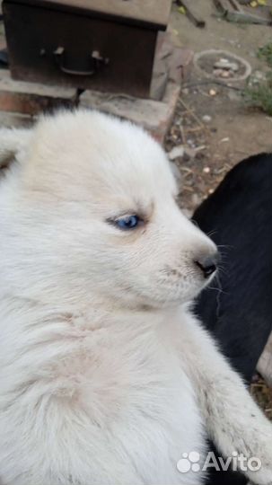 Отдам бесплатно