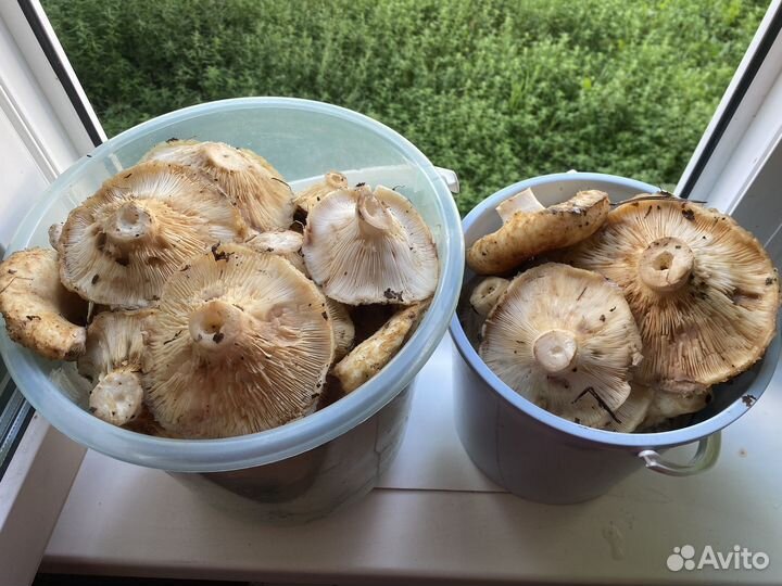 Грибы грузди свежие