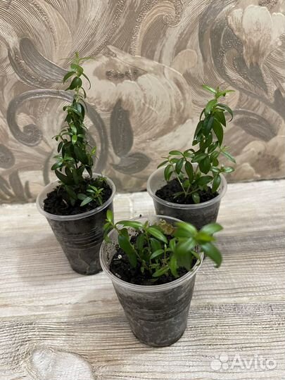 Комнатные цветы мирт