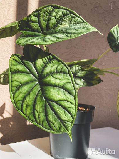 Алоказия шкура дракона
