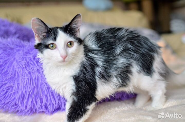 Красивый котенок, мальчик