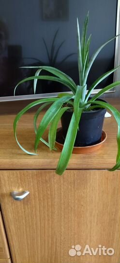 Гибискус, ананас,фикус,адениум и прочие