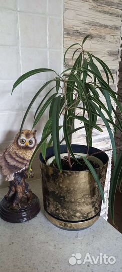 Комнатные растения цветы