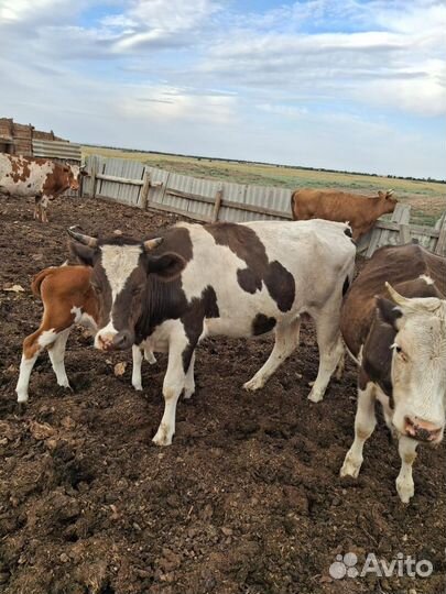 Коровы и бычки степные