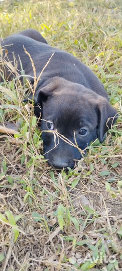 Щенки метисы Курцхаара бесплатно