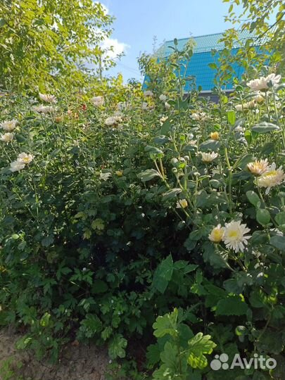 Дубочки цветы от 50руб