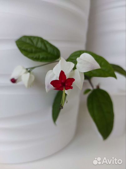 Клеродендрум Томпсона