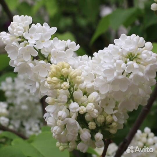 Сирень Лебедушка (1 саженец в горшке 15-20 см)