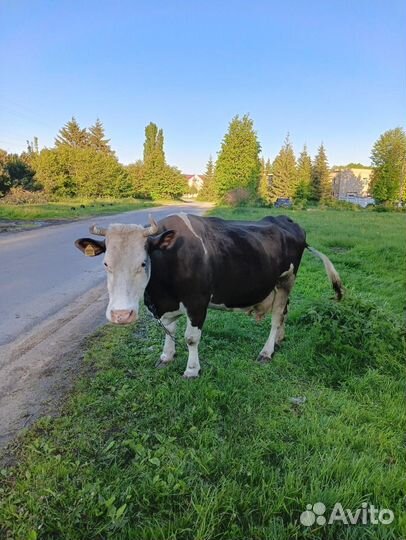 Корова и телка