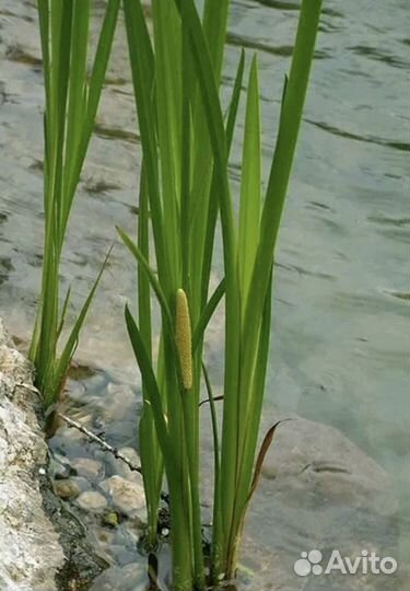 Растения для пруда нимфеи,гиацинты,водная эйхорния