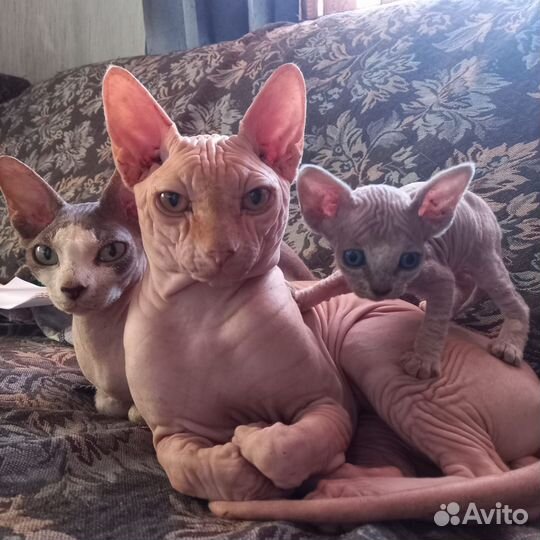 Канадский сфинкс