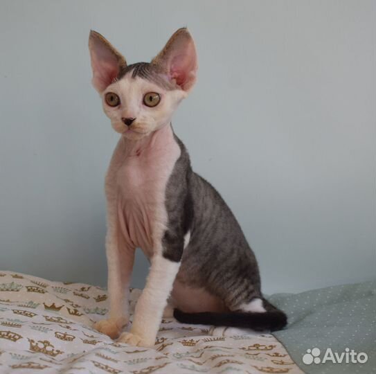 Котик девон рекс