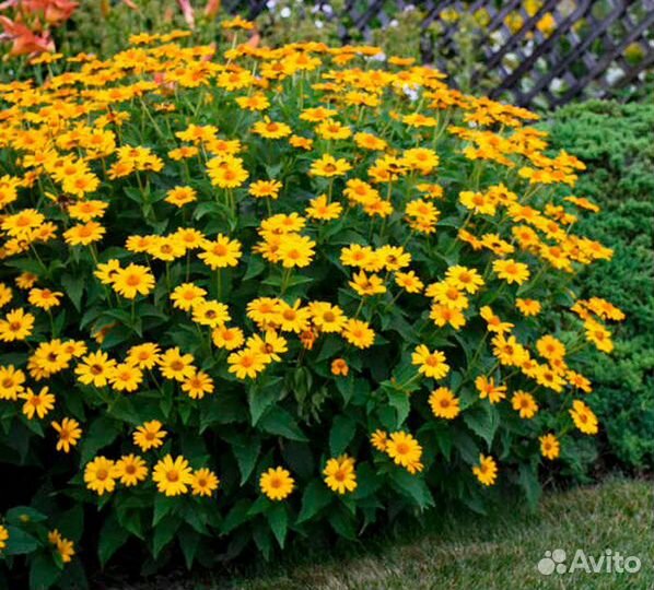 Гелиопсис - солнечная ромашка