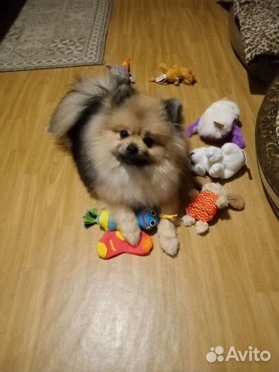 Случка собак