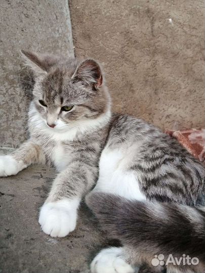 Кошка