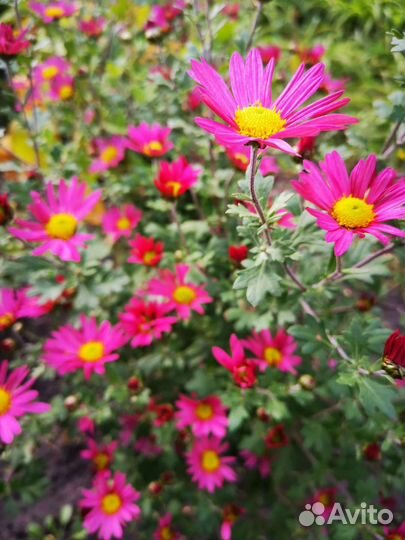 Хризантема