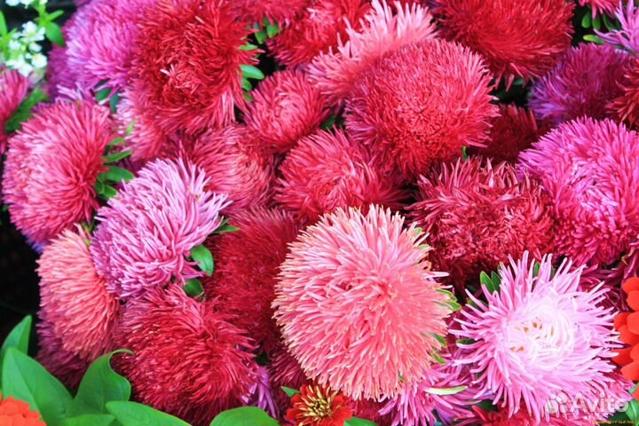 Коллекционные семена астр, 100 шт