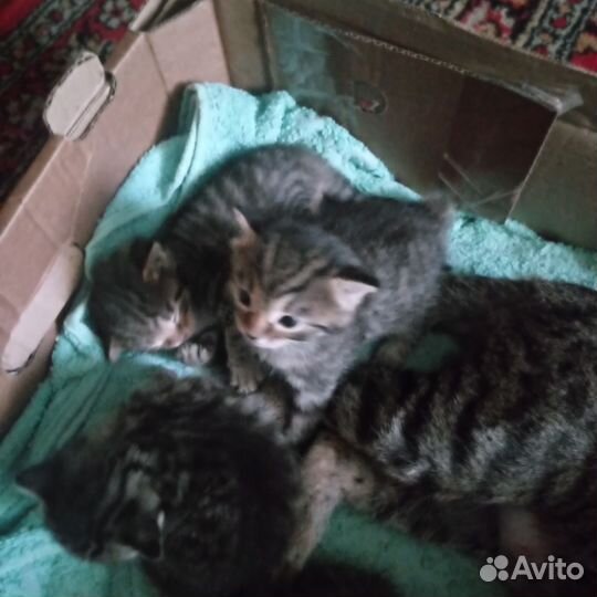 Котята
