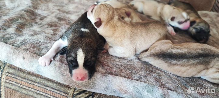 Щенки хаски