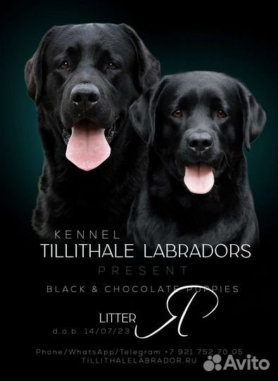 Щенки лабрадора