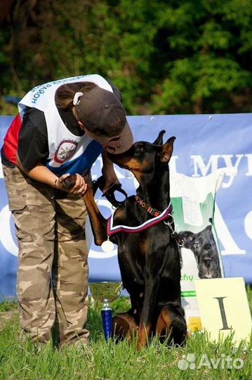 Дрессировка собак (школа для владельцев собак)