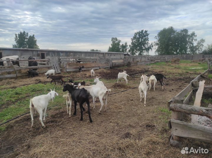 Козы, козлы, козлята опт