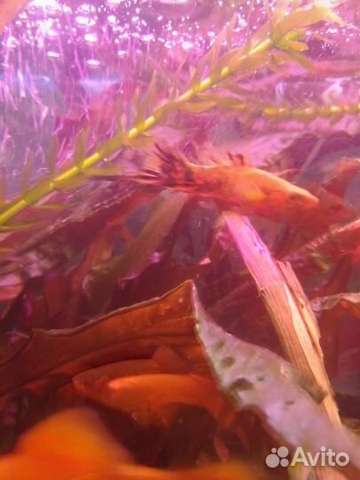 Оранжевые меченосцы и аквариумные растения