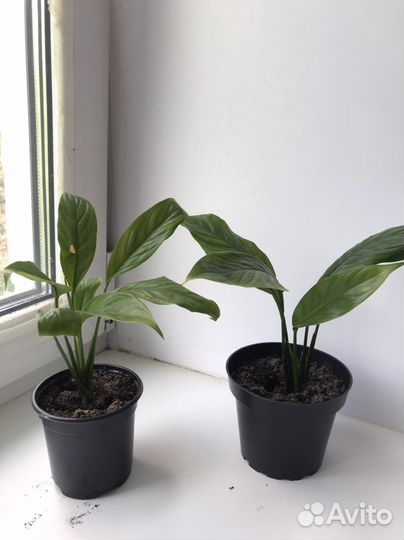 Спатифиллум