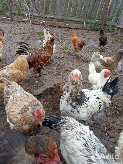 Петухи куры