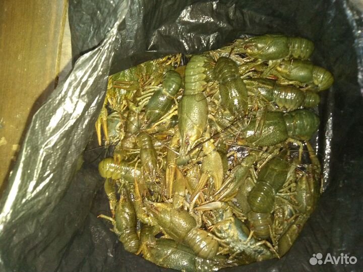Продам живые раки