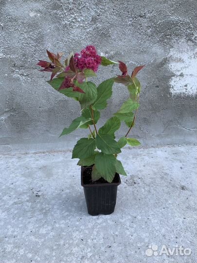 Многолетние и хвойные растения