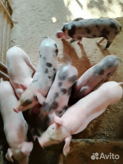 Поросята