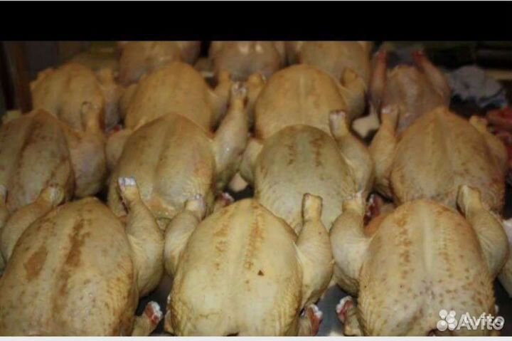 Мясо домашнего бройлера