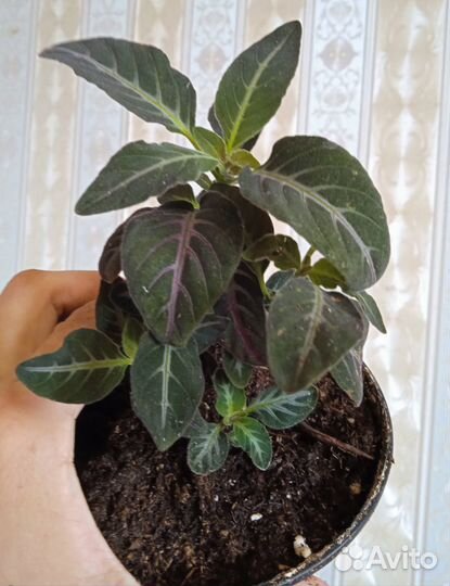 Руэллия Бриттона и Портелла