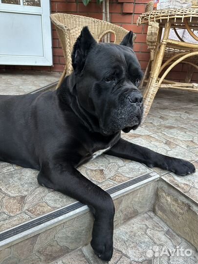 Кане Корсо вязка