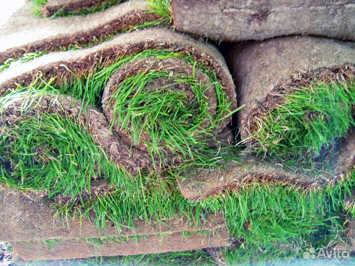 Газонная трава
