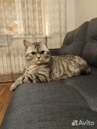 Вязка с шотландцем