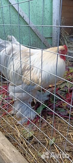 Петух Брама Изабелла