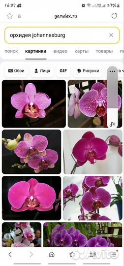 Орхидея фаленопсис