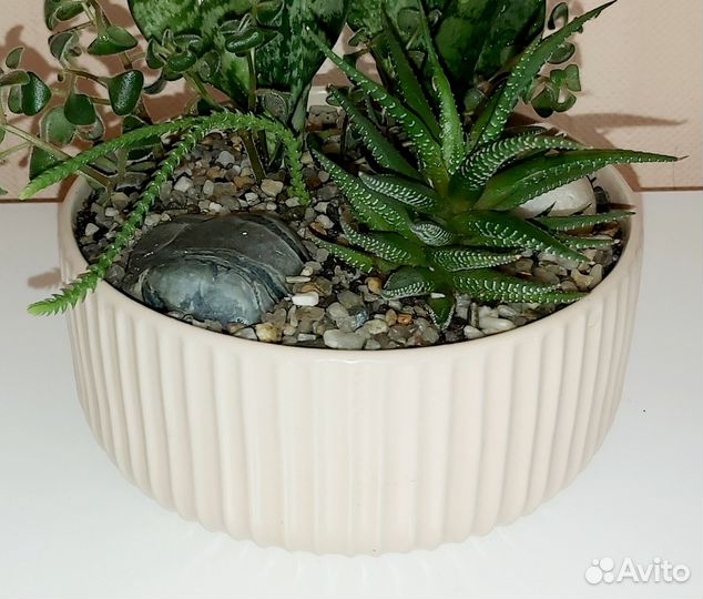 Садик из суккулентов