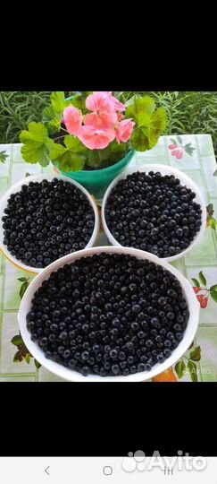 Саженцы черной смородины