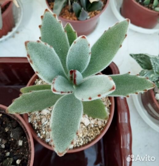 Суккуленты разные