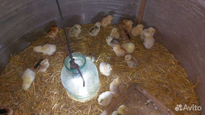 Цыплята домашних кур