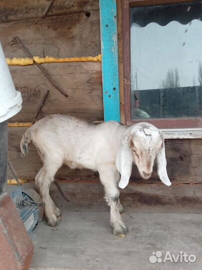 Коза нубийская